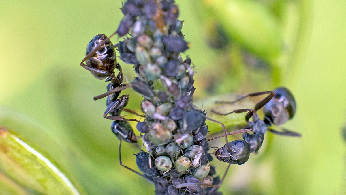 Jet Black Ant [Lasius fuliginosus?]