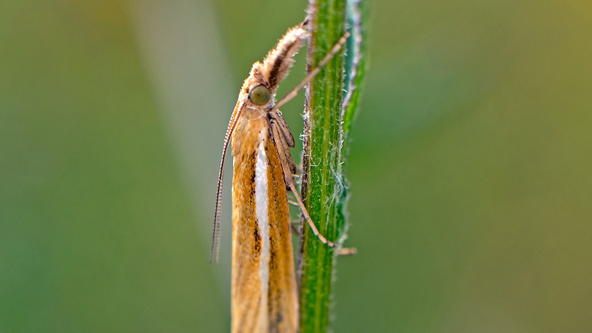 Common Grass-moth [Agriphila tristella]
