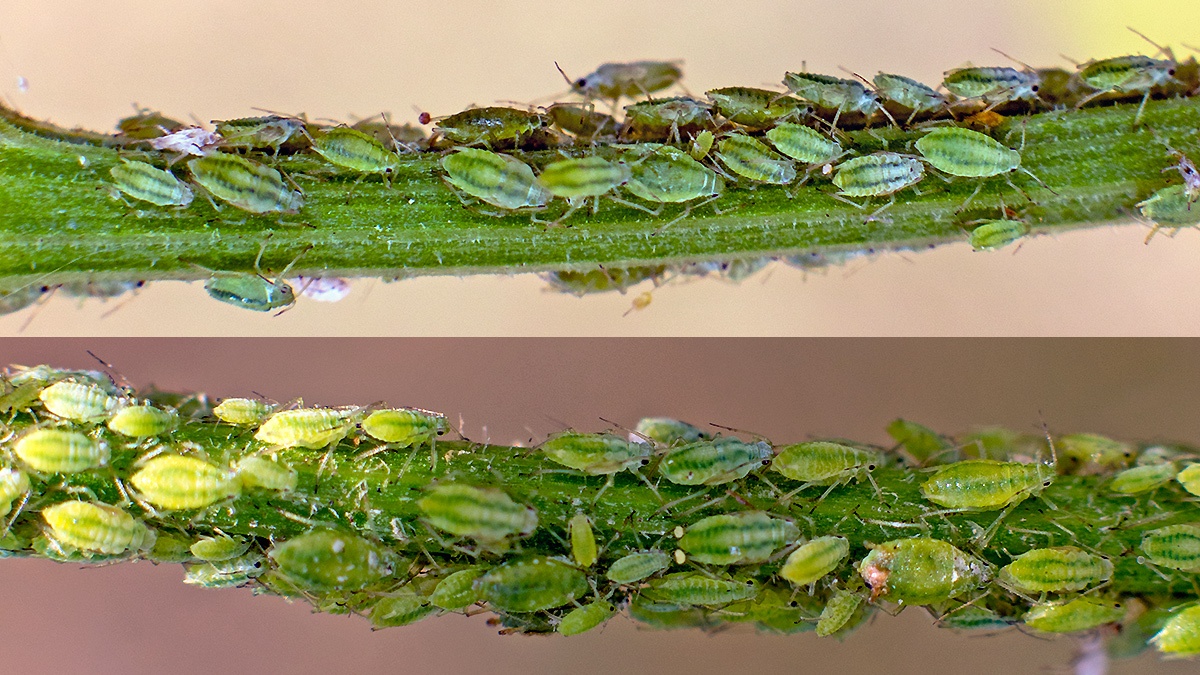 Willow-umbellifer Aphid [Cavariella pastinacae]