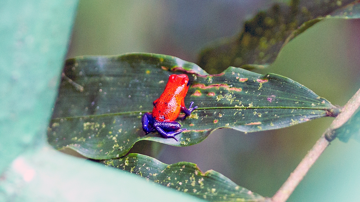 Strawberry Poison-dart Frog [Oophaga pumilio]