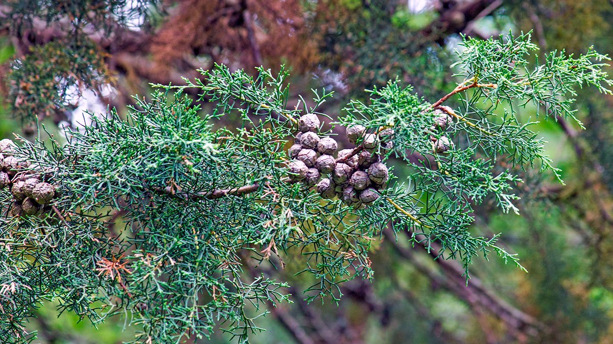 Monterrey Cypress [Hesperocyparis macrocarpa]