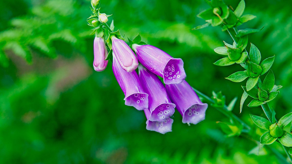 Foxglove [Digitalis purpurea]