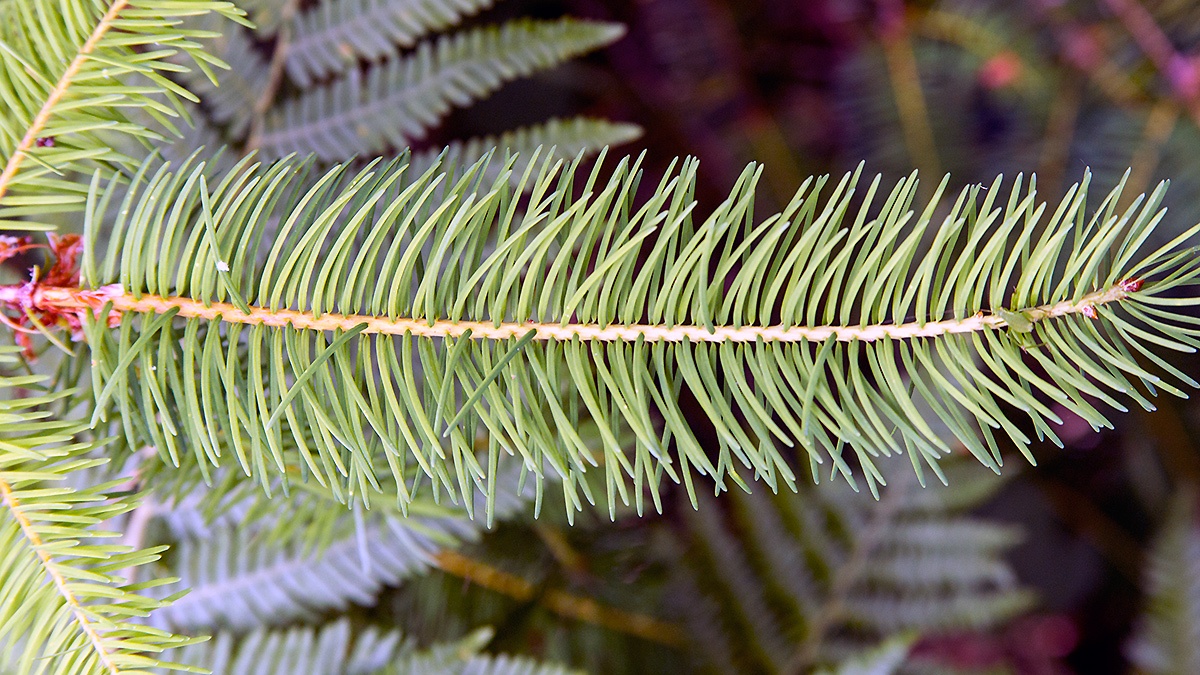 Douglas Fir [Pseudotsuga menziesii]