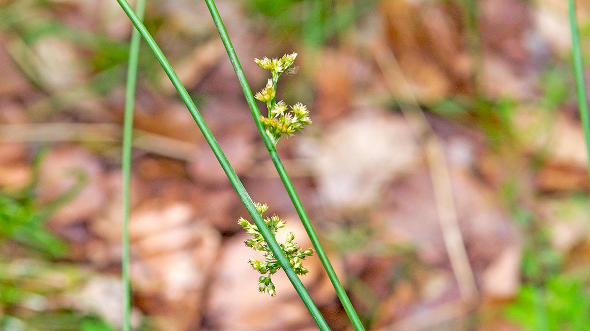 Soft Rush [Juncus effusus]