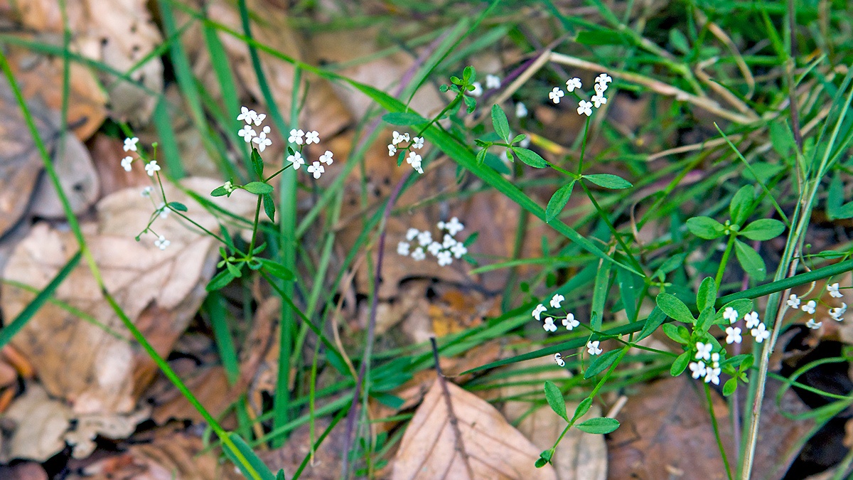 Marsh Bedstraw [Galium palustre]
