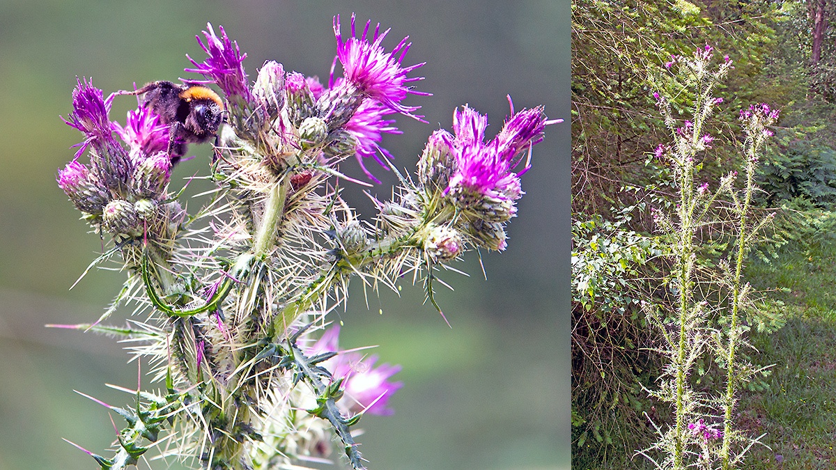 Marsh Thistle [Cirsium palustre]