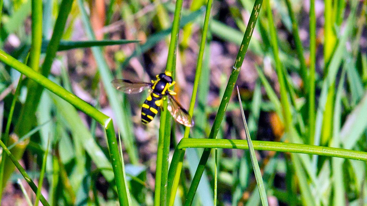 Superb Ant-hill Hoverfly [Philhelius pedissequus]