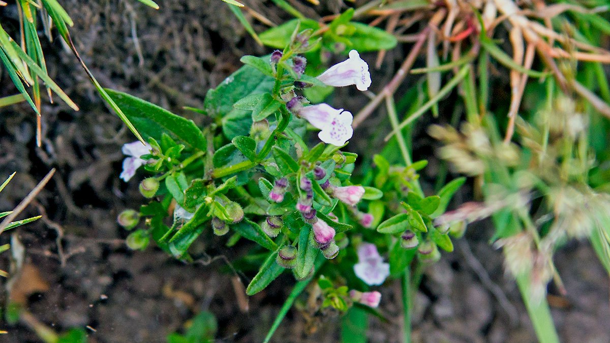 Lesser Skullcap [Scutellaria minor]