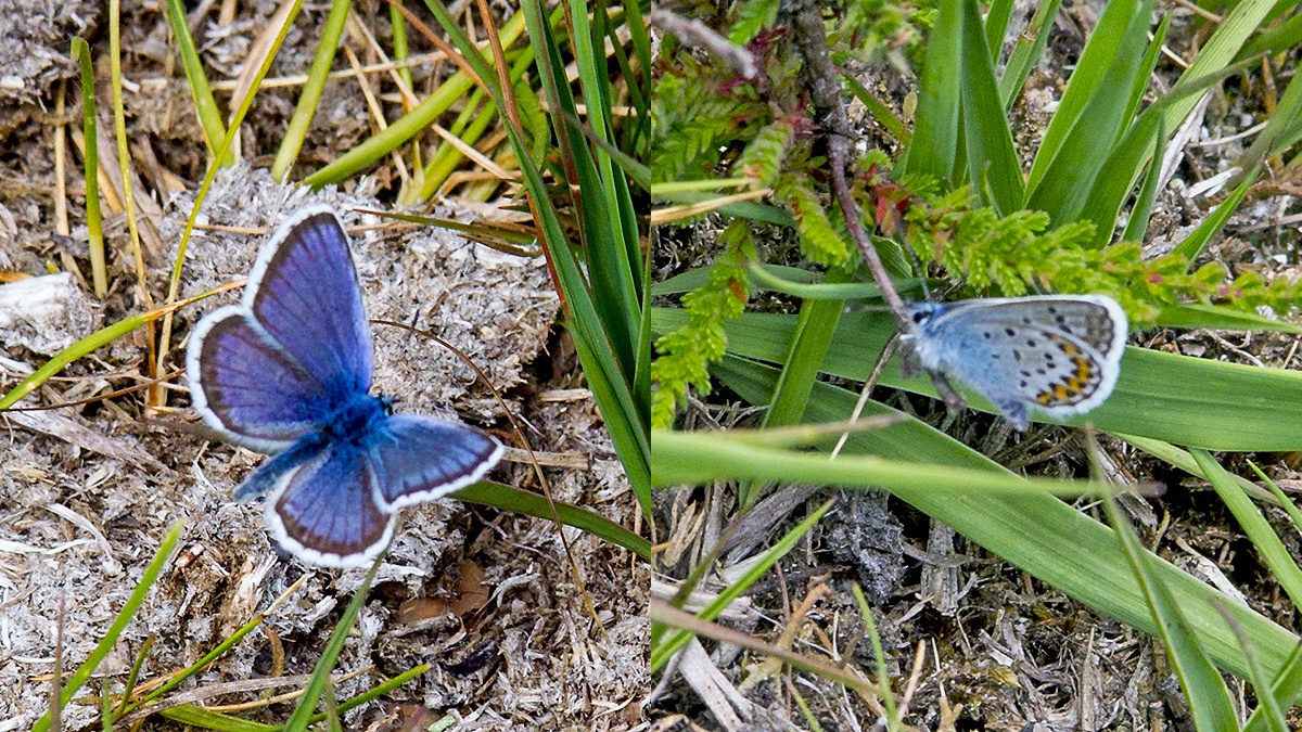 Silver-studded Blue [Plebejus argus]