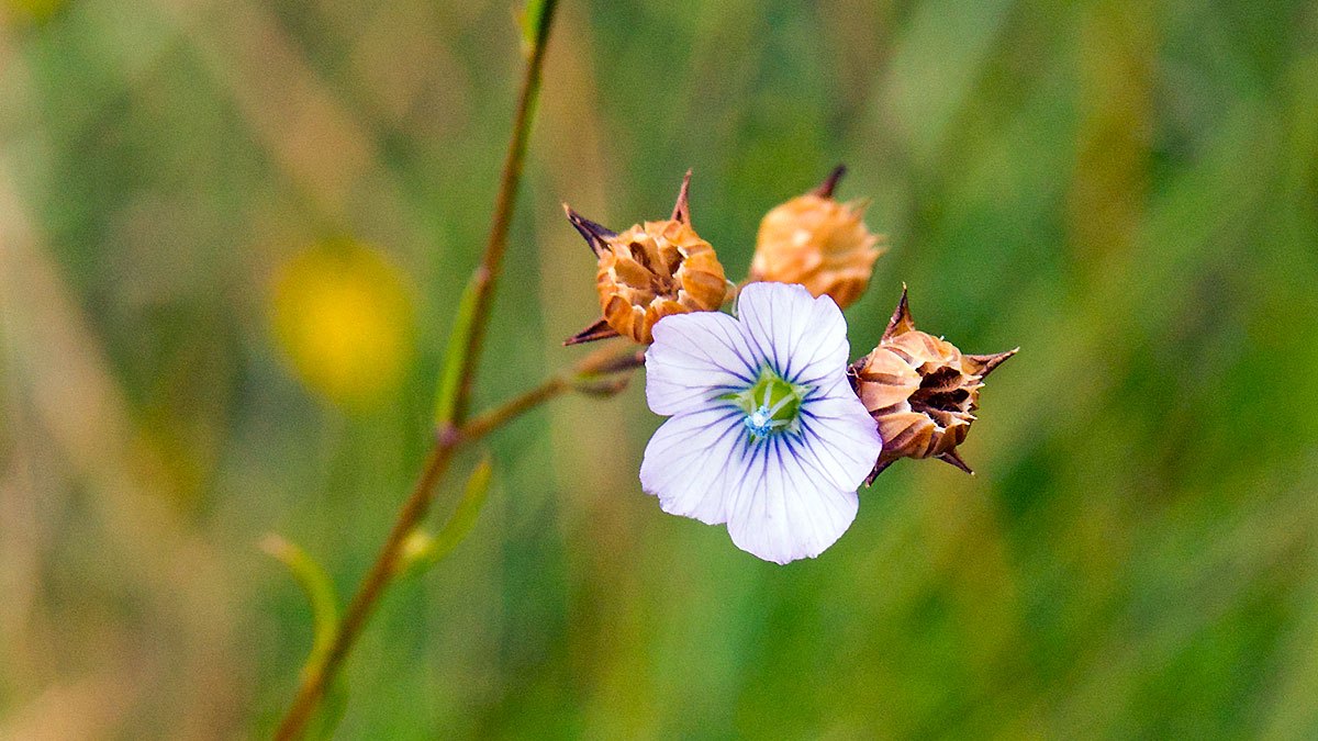 Pale Flax [Linum bienne]