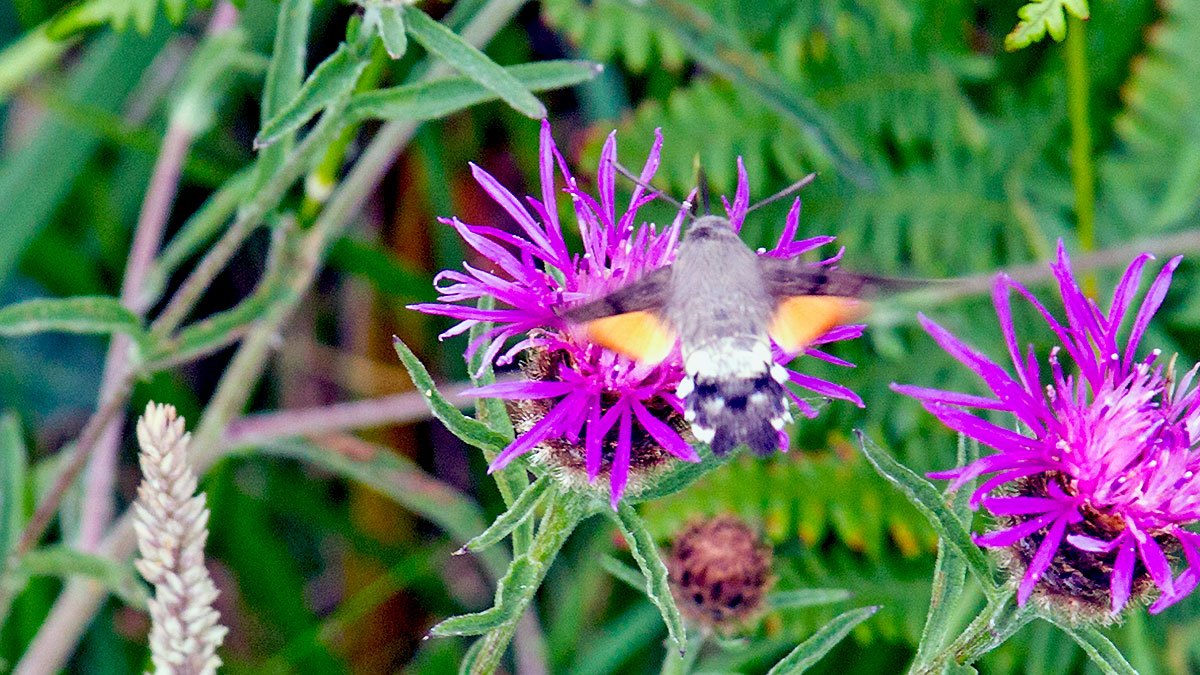 Hummingbird Hawk-moth [Macroglossum stellatarum]
