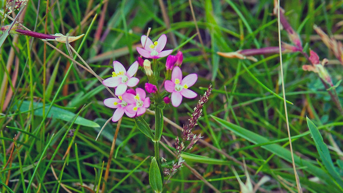 Common Centaury [Centaurium erythraea]