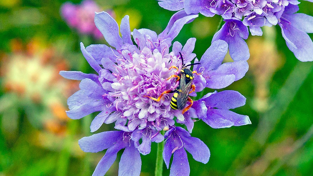 Blunthorn Nomad Bee [Nomada flavopicta]