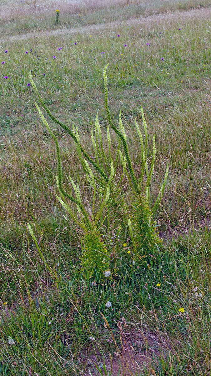 Weld [Reseda luteola]