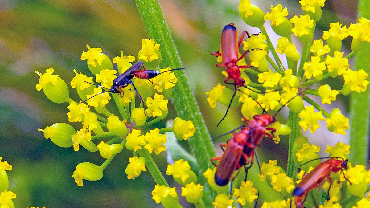 ichneumon wasp [Aritranis director]