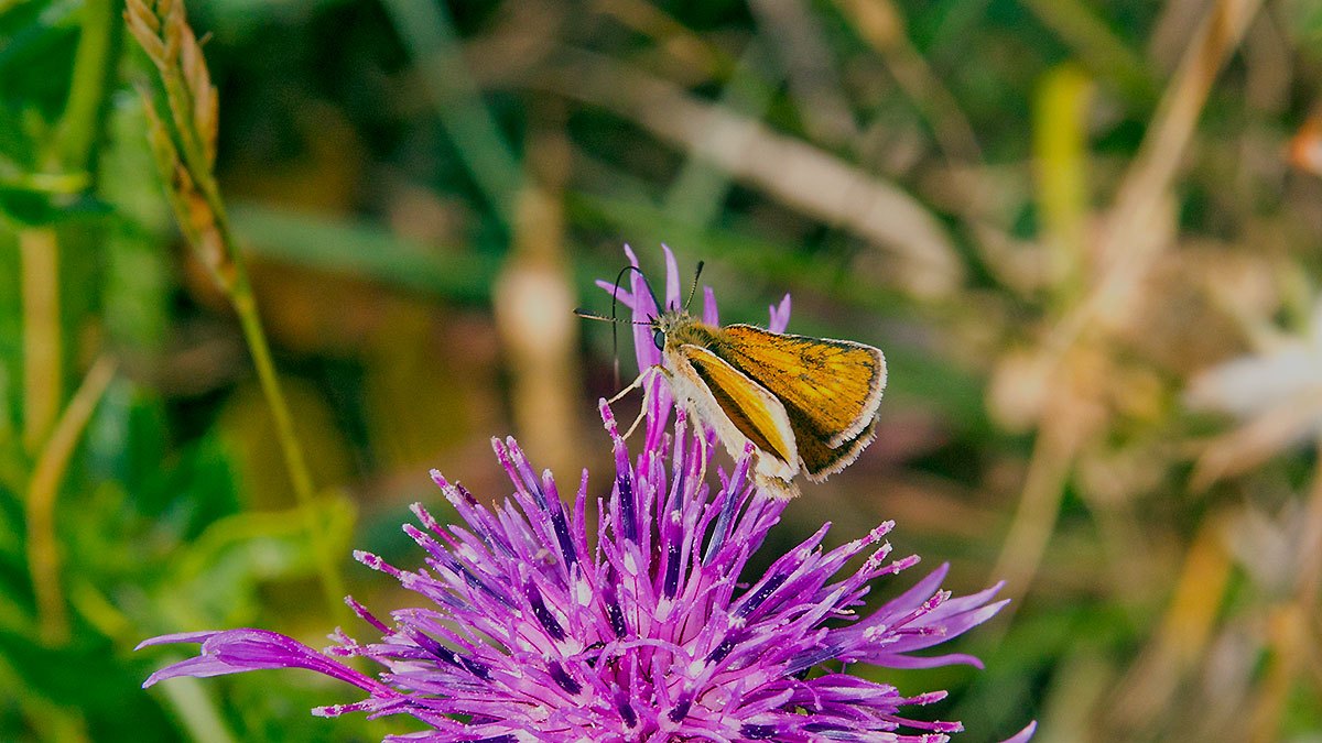 Lulworth Skipper [Thymelicus acteon]