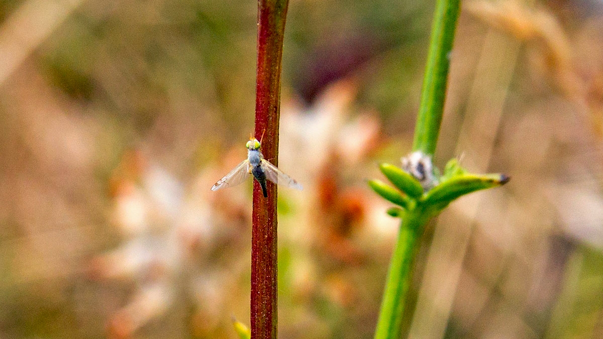 Knapweed Ghost [Acanthiophilus helianthi]