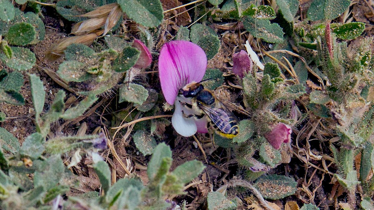 Silvery Leafcutter Bee [Megachile leachella]