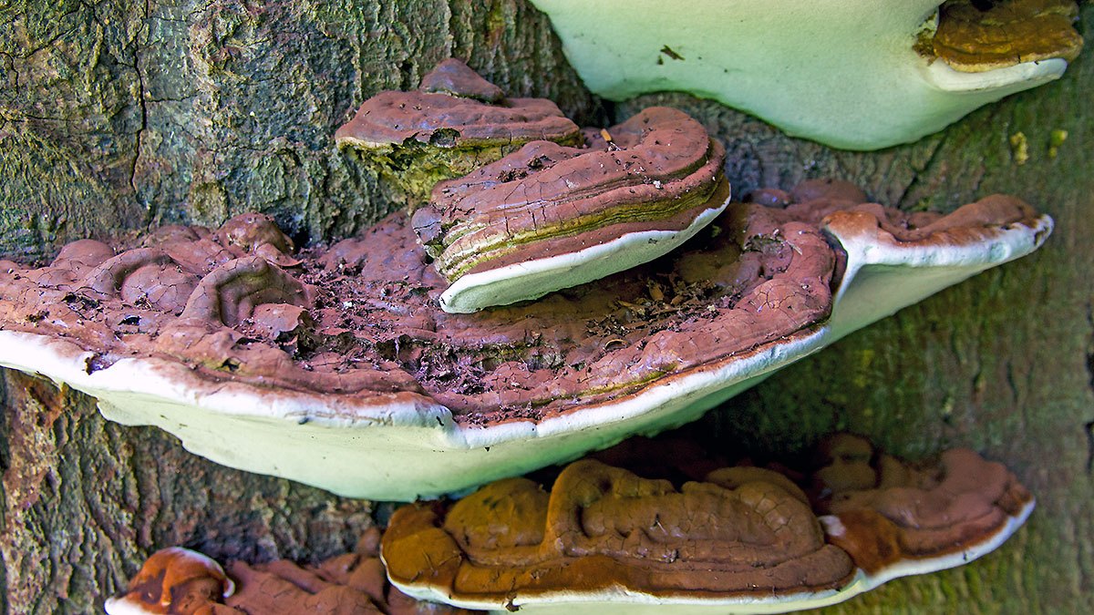 Southern Bracket [Ganoderma australe]