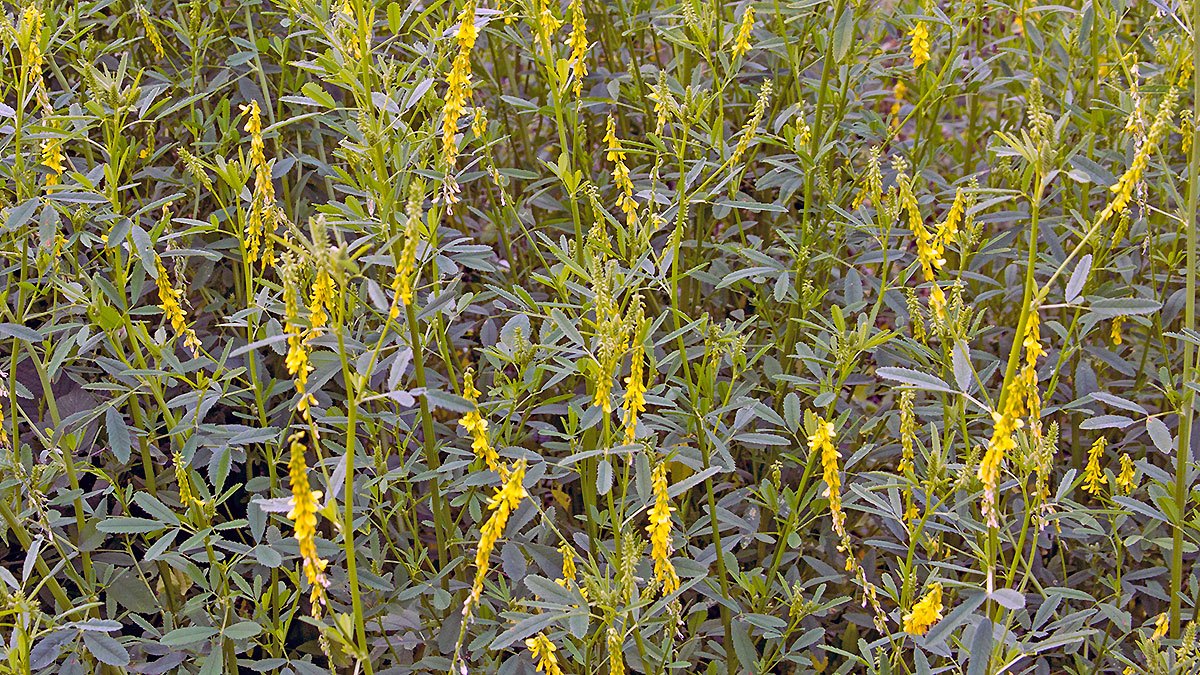 Ribbed Melilot [Melilotus officinalis]