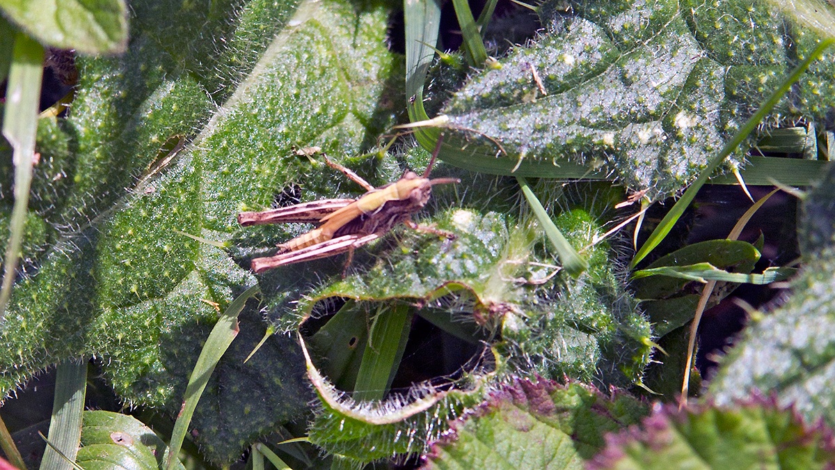 Common Field Grasshopper [Chorthippus brunneus]