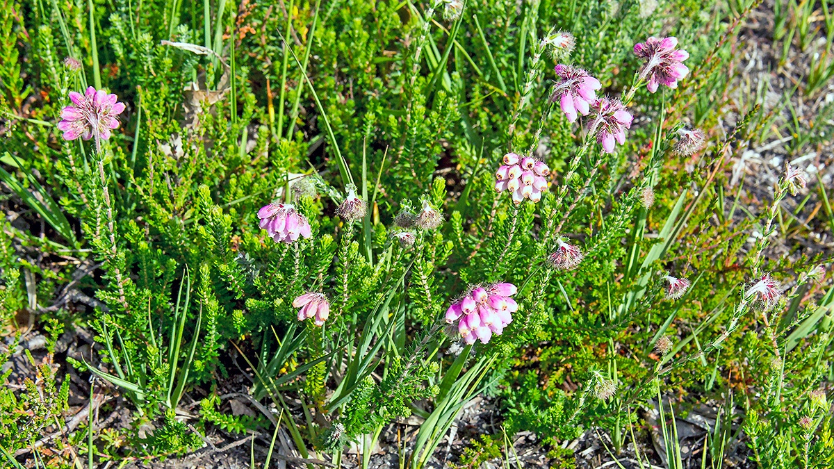 Cross-leaved Heath [Erica tetralix]