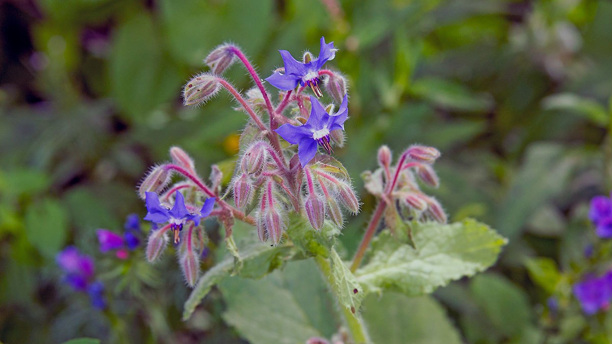 Borage [Borago officinalis]