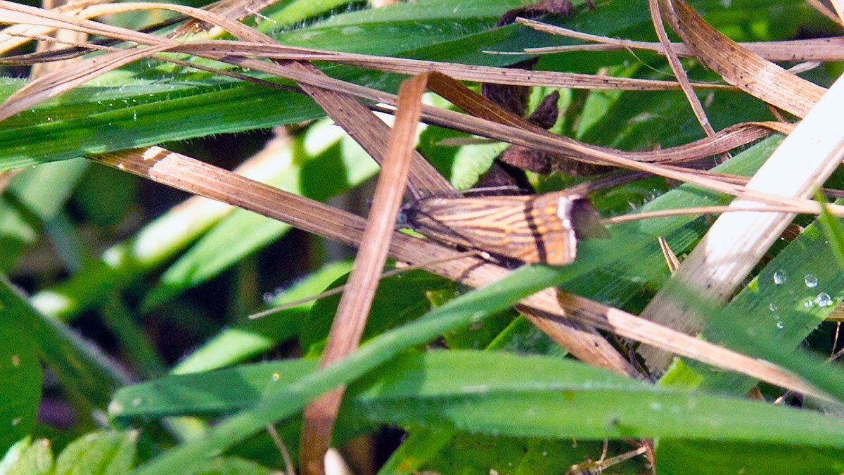 Garden Grass-moth [Chrysoteuchia culmella]