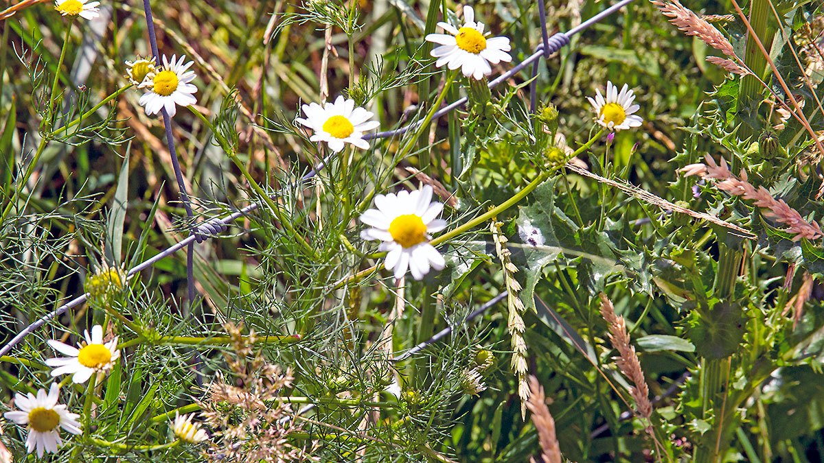 Scentless Mayweed [Tripleurospermum inodorum]
