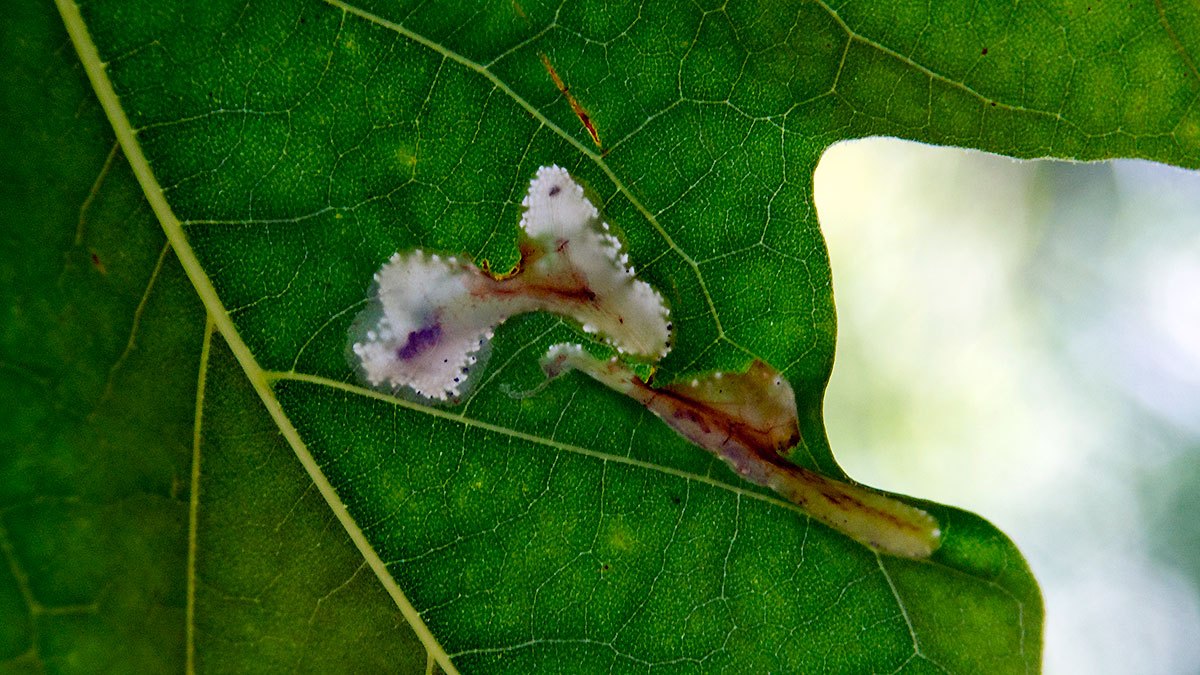 Plane Leaf-miner [Phyllonorycter platani]