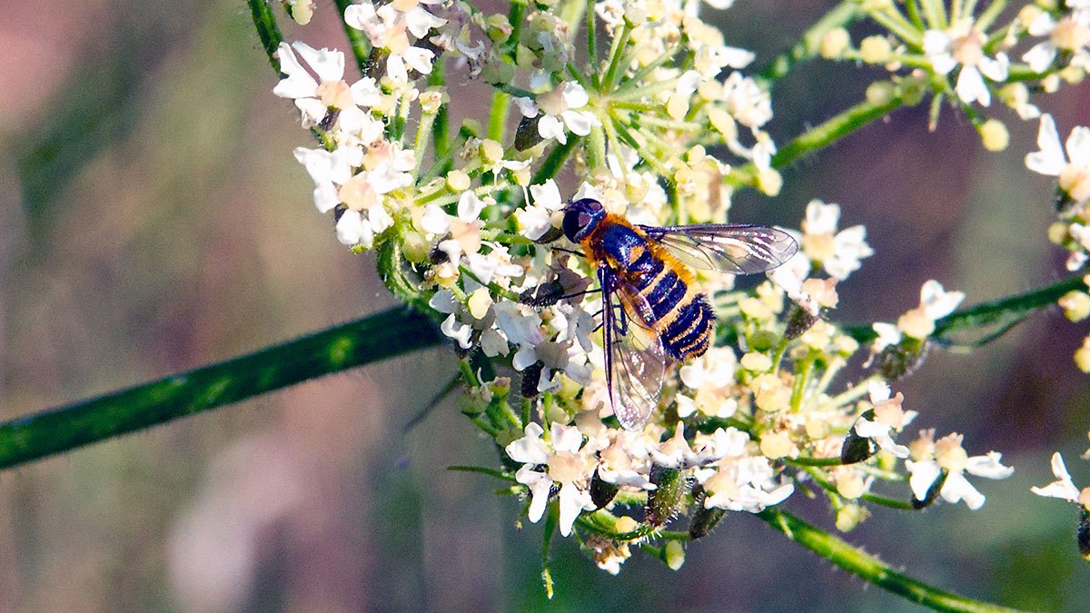 Downland Bee Fly [Villa cingulata]