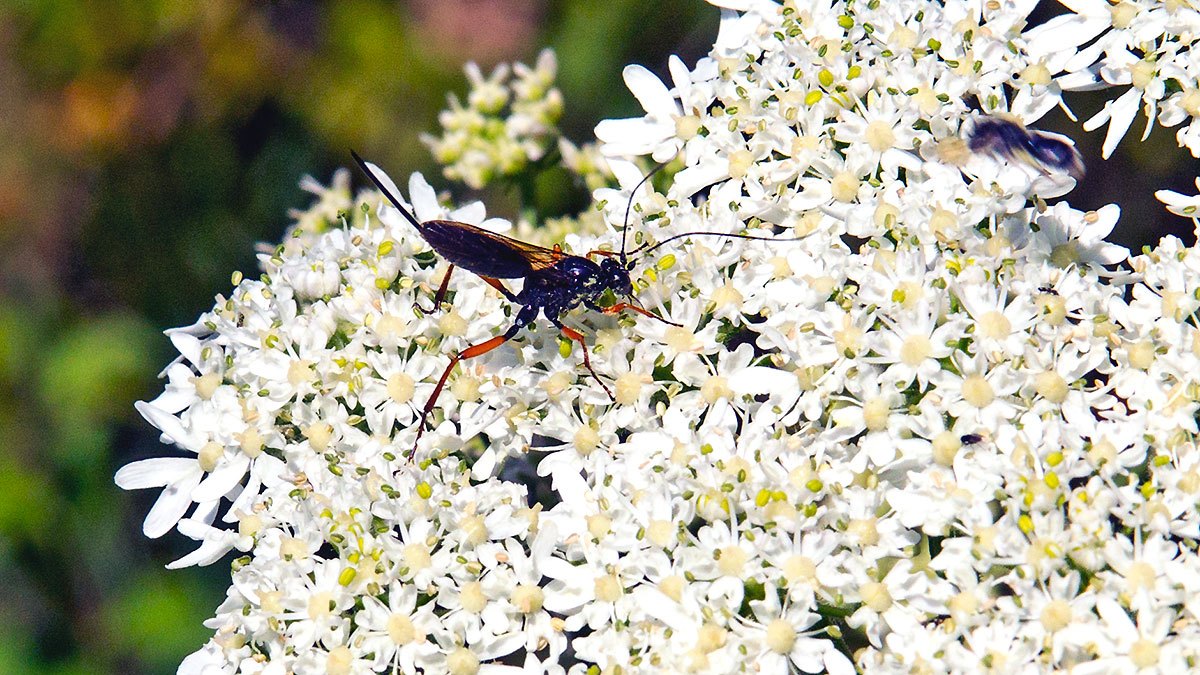 False Slip Wasp [Buathra laborator]