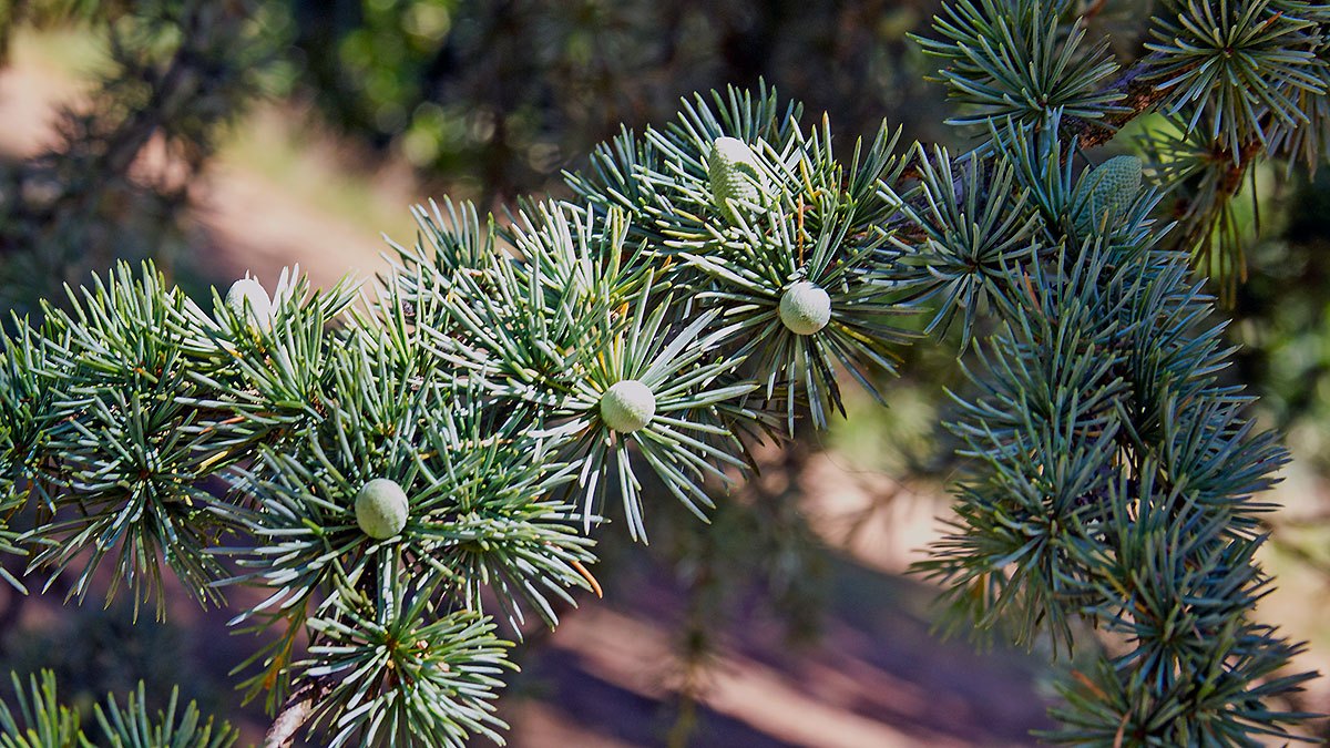Atlas Cedar [Cedrus atlantica]