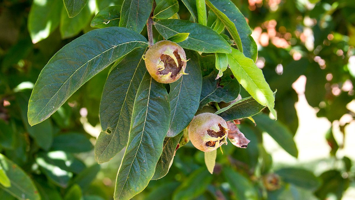 Medlar [Mespilus germanica]
