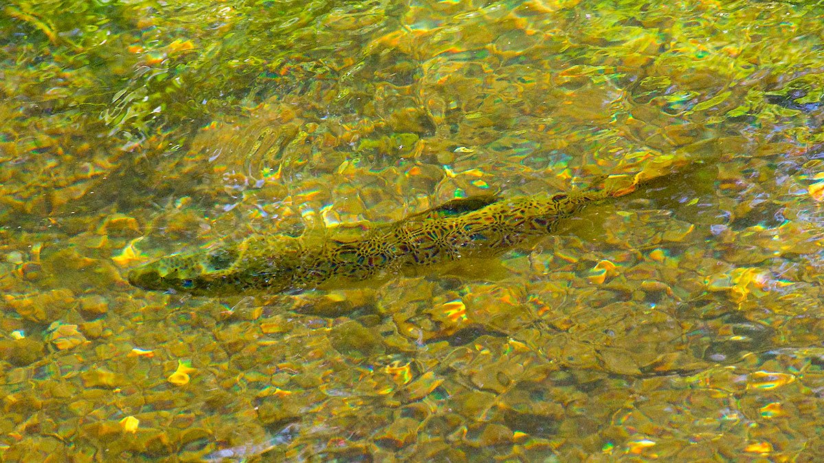 Brown Trout [Salmo trutta]