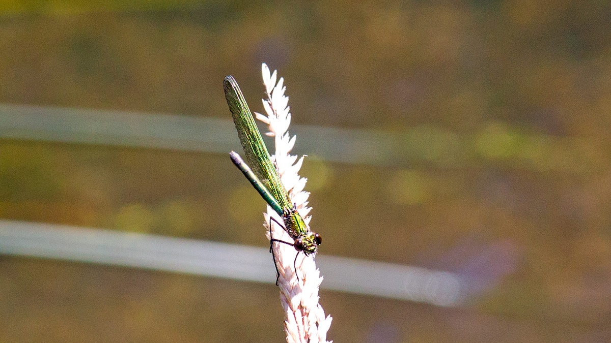 Banded Demoiselle [Calopteryx splendens]