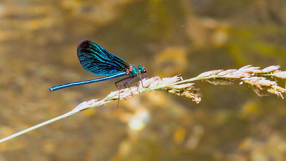 Beautiful Demoiselle [Calopteryx virgo]