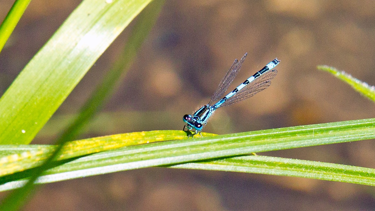 Southern Damselfly [Coenagrion mercuriale]