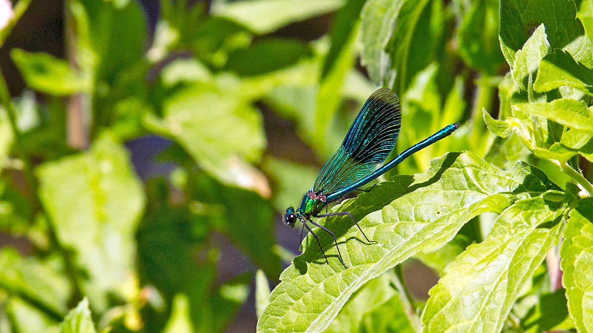 Banded Demoiselle [Calopteryx splendens]