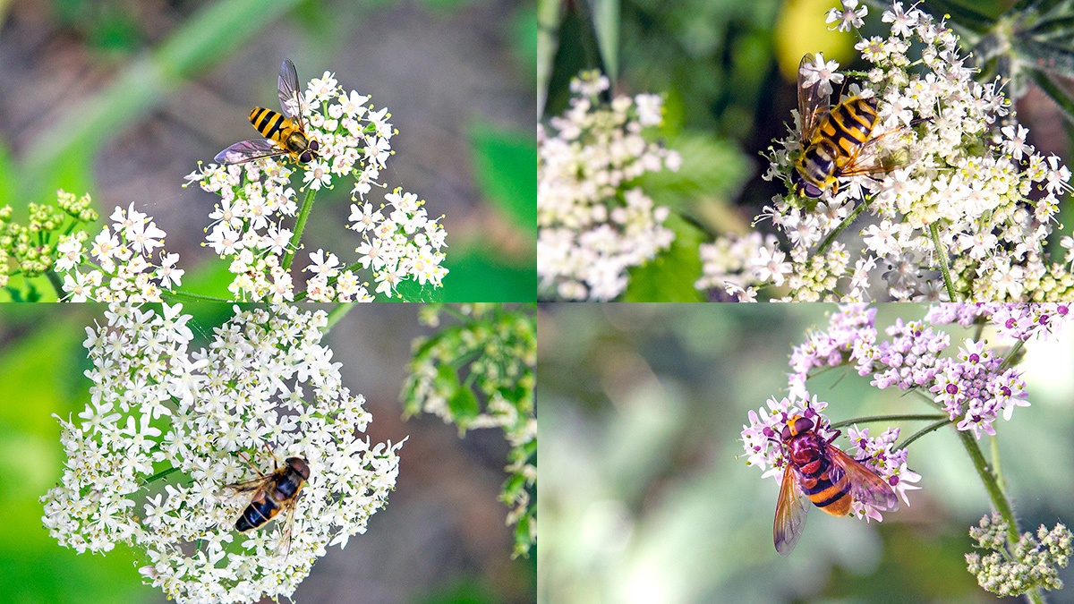 4 hoverflies