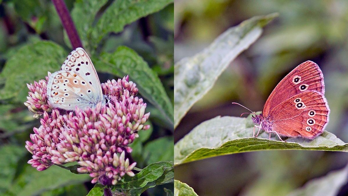 2 butterflies