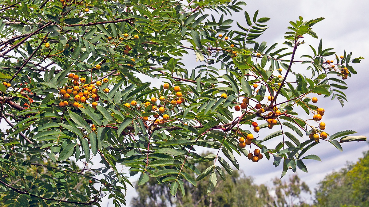 Rowan [Sorbus aucuparia]