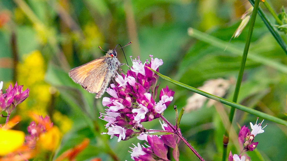 Small Skipper [Thymelicus sylvestris]