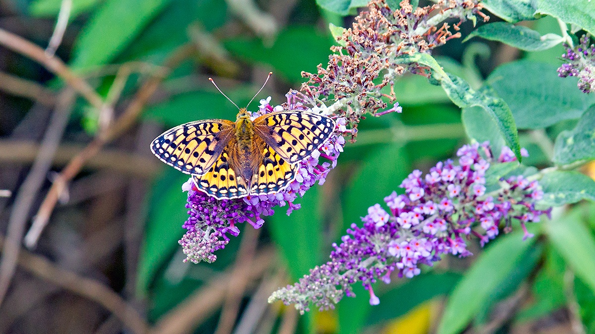 Dark Green Fritillary [Speyeria aglaja]