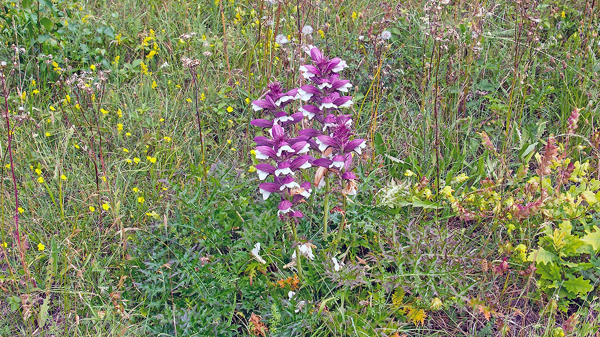 Spiny Bear's Breeches [Acanthus spinosus]