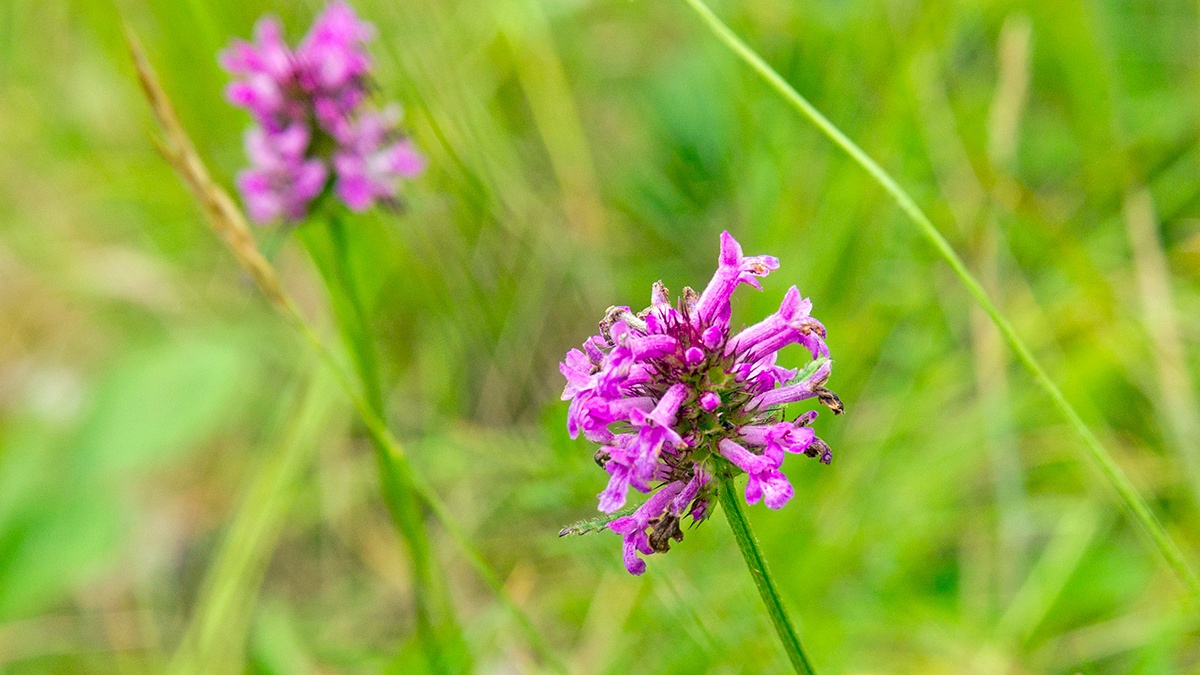 Betony [Betonica officinalis]