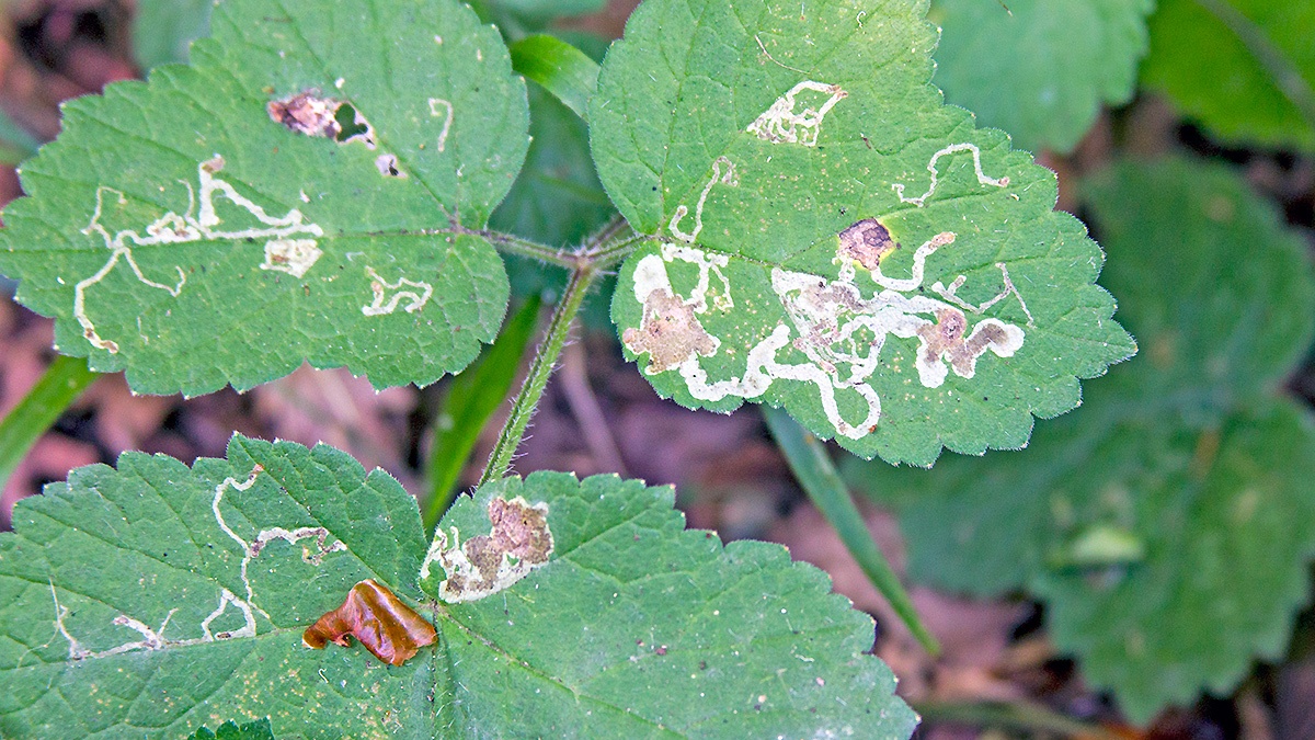 Hogweed Leaf Miner [Phytomyza spondylii]