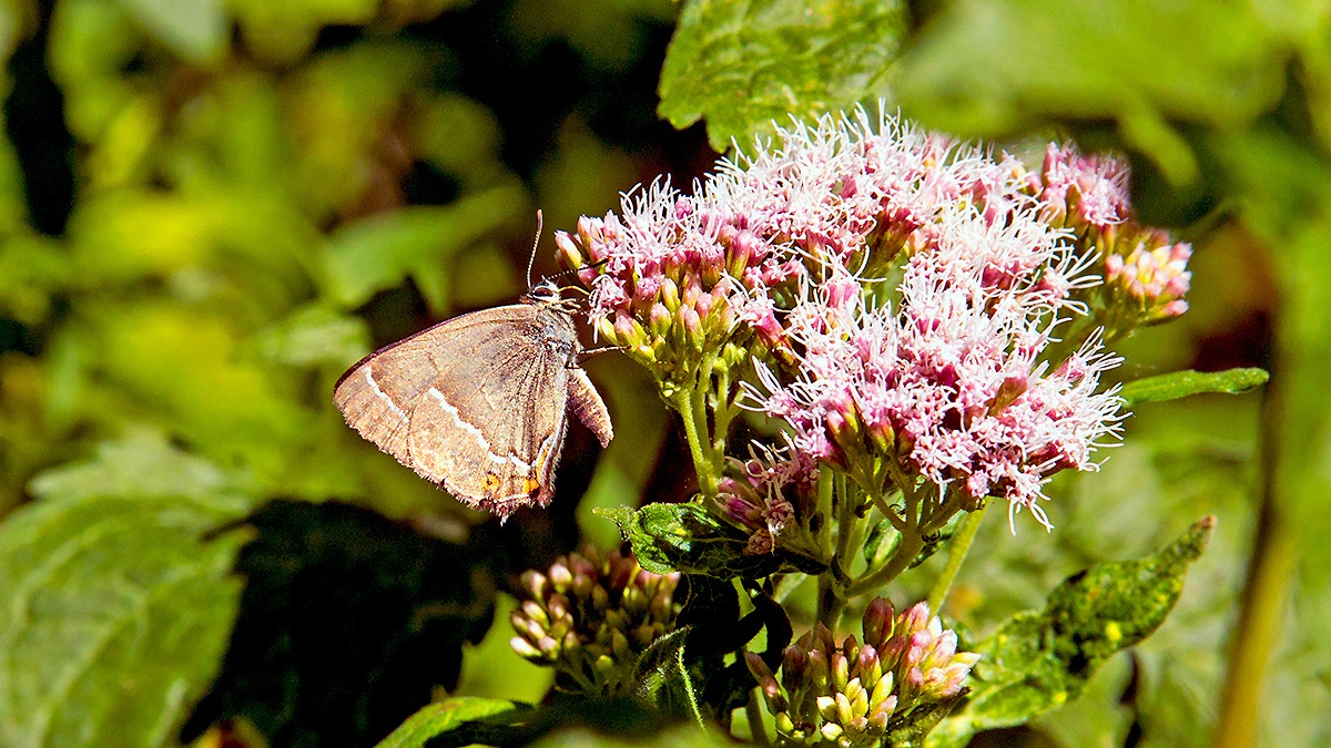 Purple Hairstreak [Favonius quercus]