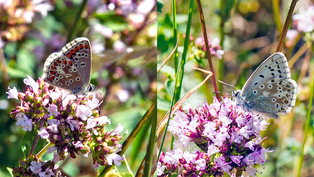 2 butterflies on Wild Marjoram