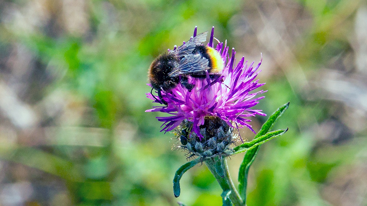 Red-tailed Bumblebee [Bombus lapidarius]